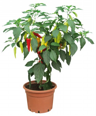 Capsicum Pepper Tabaluga F1